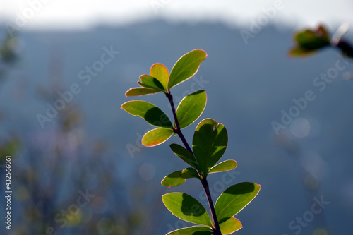 Close up picture of Green and yellow small leaf of a plant. Selective focus, Selective Focus On Subject, Background Blur