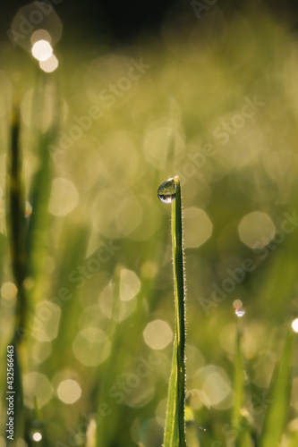 grass in the morning © Lorant