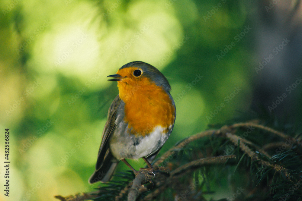 Close-up robin bird. Green leaves, tree branches and bird. A robin bird on the branch of the tree. The voice of the birds. Colorful tiny bird.