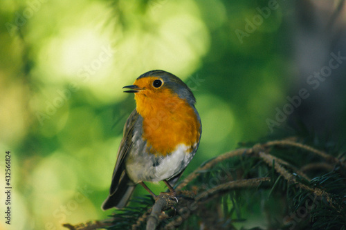 Close-up robin bird. Green leaves, tree branches and bird. A robin bird on the branch of the tree. The voice of the birds. Colorful tiny bird. © osmanozeroz