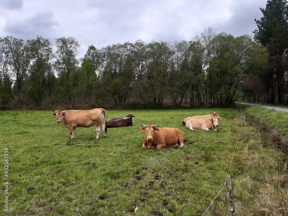 Rebaño de vacas en un prado al nordeste de Galicia