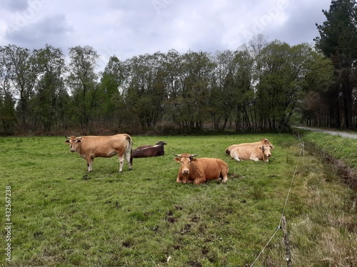 Reba  o de vacas en un prado al nordeste de Galicia