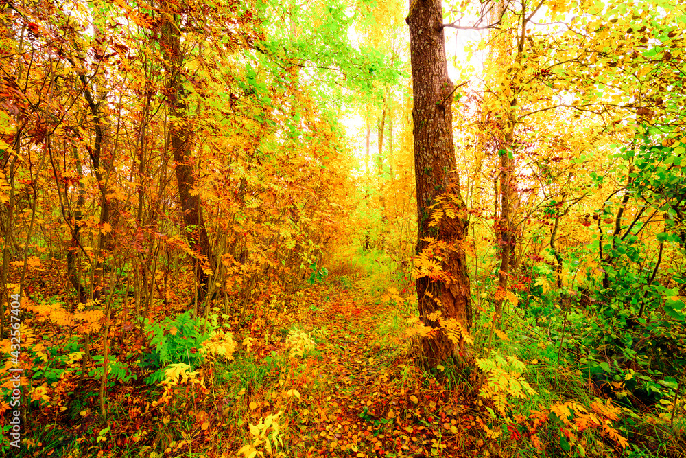 Autumn in a thick deciduous forest, a path illuminated by the sun passes through trees