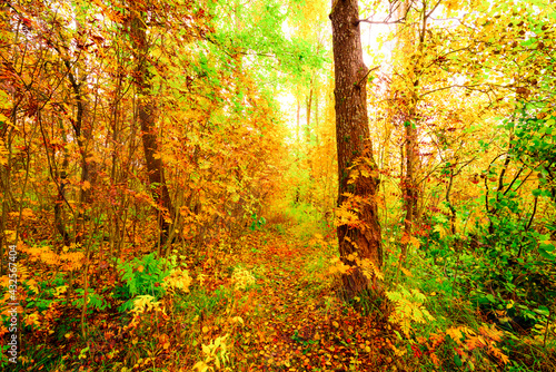 Autumn in a thick deciduous forest  a path illuminated by the sun passes through trees