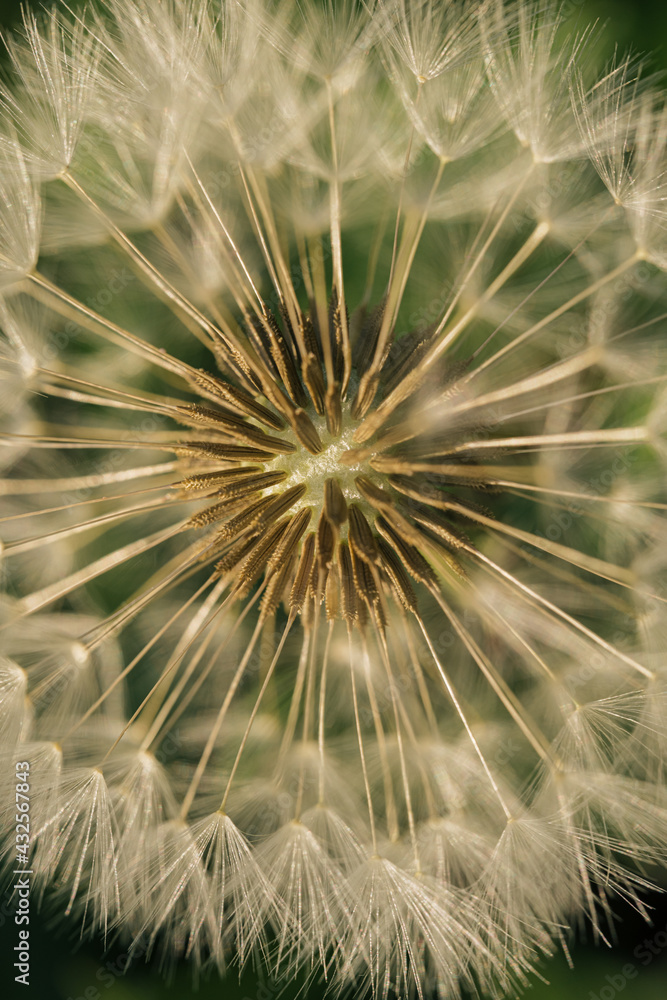 Naklejka premium dandelion seed head