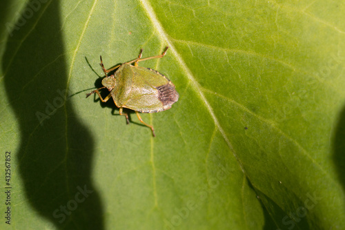 Common green shieldbug, shield bug, Palomena prasina or stink bug resting on a green leaf in springtime, view from above, Shropshire England