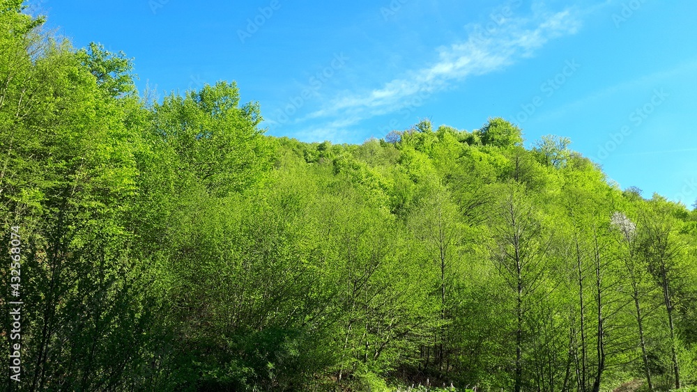 Fototapeta premium Landscape with green trees and blue sky