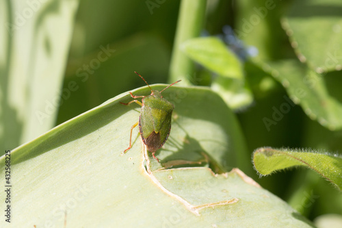 Fotografie Common green shieldbug, shield bug, Palomena prasina or stink bug resting on a g