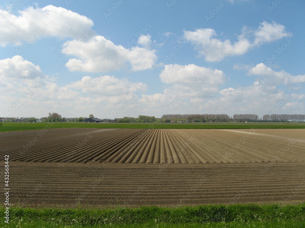 a dutch rural landscape with a large potato field with symmetric beds and green grass and trees in the background and a blue sky with clouds in springtime