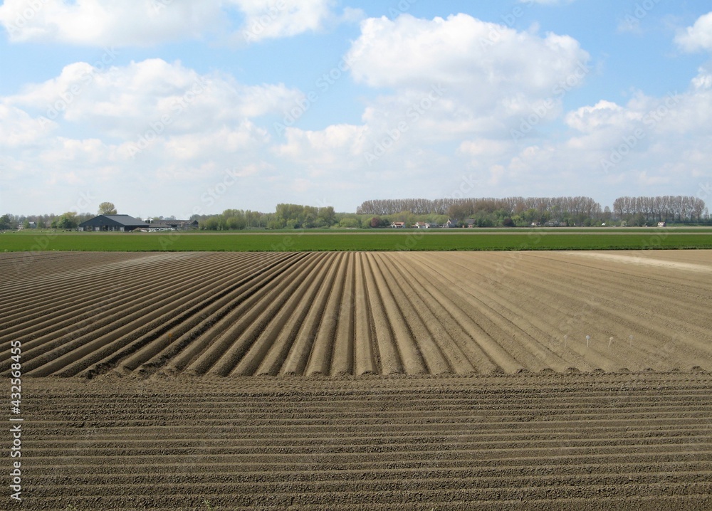 a beautiful rural landscape with symmetric potato beds in the countryside in zeeland, the netherlands with a blue sky with clouds in springtime
