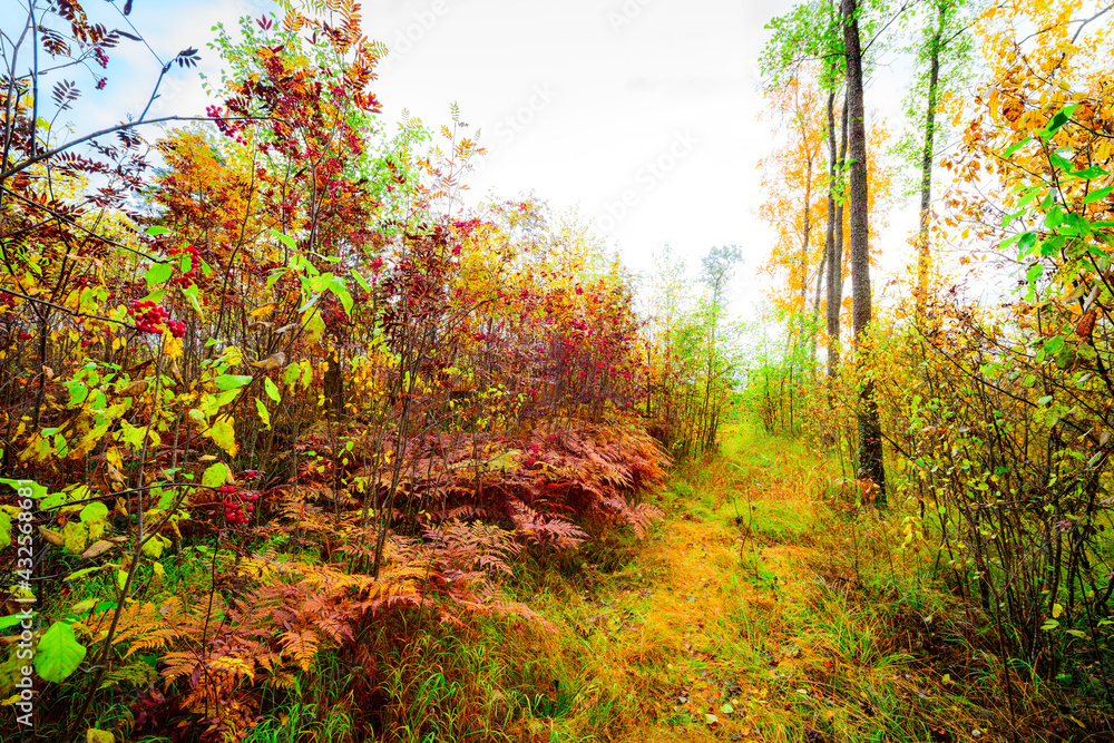 Autumn in the deciduous forest, a path illuminated by the sun passes through trees Autumn in the deciduous forest, a path illuminated by the sun passes through trees
