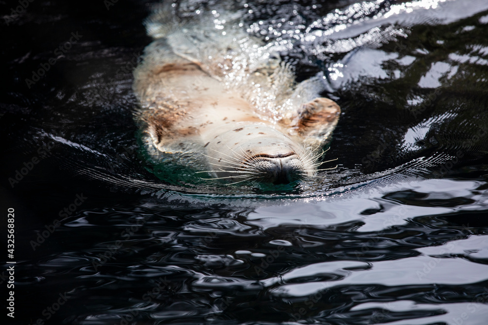 Obraz premium harbor seal playing in water