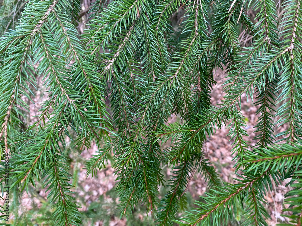 Tree branch close-up. Green branches of the Christmas tree grow in the forest. Evergreen tree Christmas tree