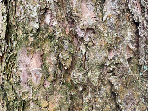 Background of pine bark. Pine bark close-up. Tree bark texture