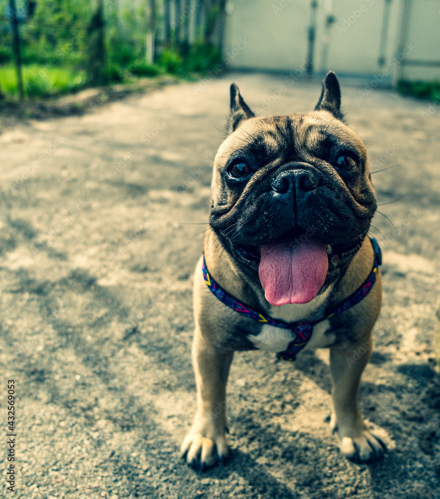 portrait of dog breed french bulldog close up