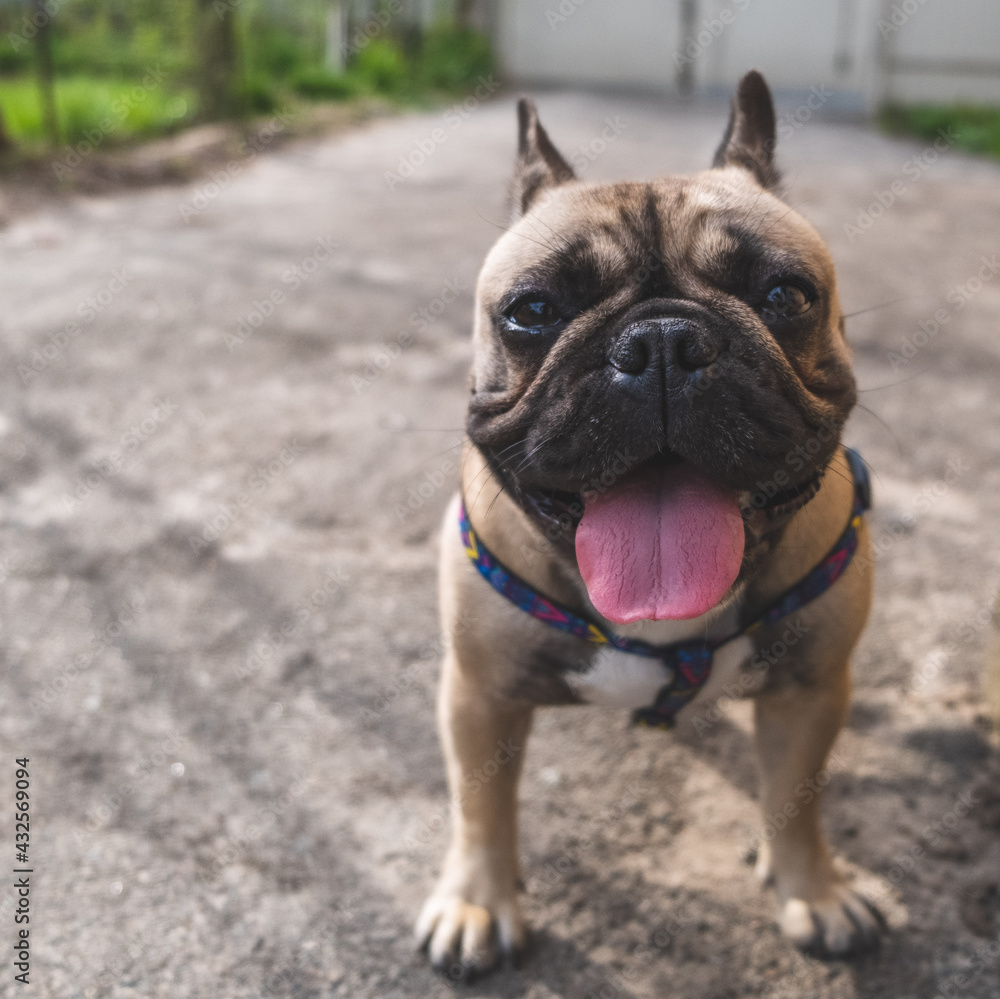 portrait of dog breed french bulldog close up portrait of dog breed french bulldog close up