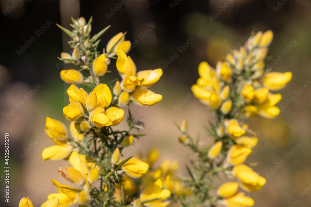 Close up of common gorse (ulex europaeus) flowers in bloom Close up of common gorse (ulex europaeus) flowers in bloom