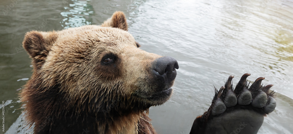 Obraz premium Brown bear in the zoo