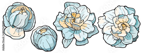 gardenia flowers set