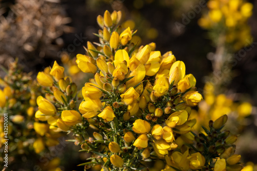 Close up of common gorse  ulex europaeus  flowers in bloom