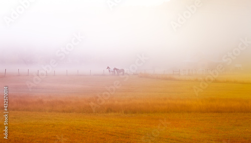 Foggy sunrise horses