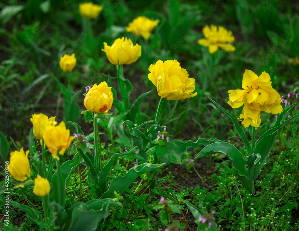 blooming yellow terry tulips on a flower bed, floral background with partial blur, selective focus blooming yellow terry tulips on a flower bed, floral background with partial blur, selective focus