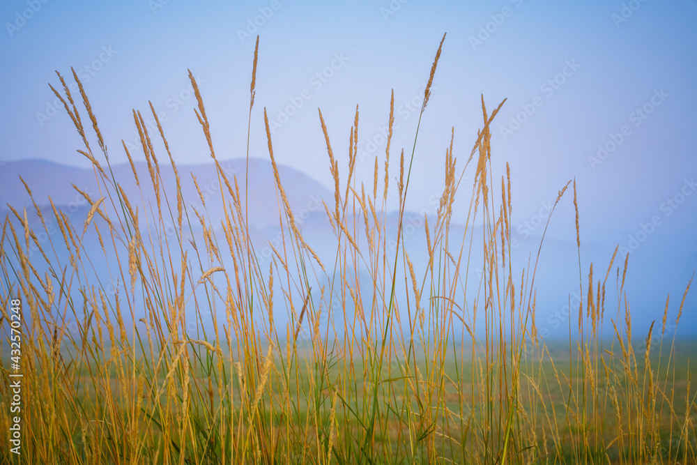 Foggy sunrise grass