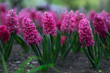 blooming purple hyacinths on a flower bed, floral background with partial blur, selective focus