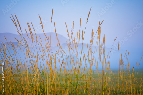Foggy sunrise grass