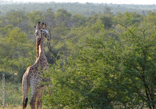Photography Giraffe in the wild