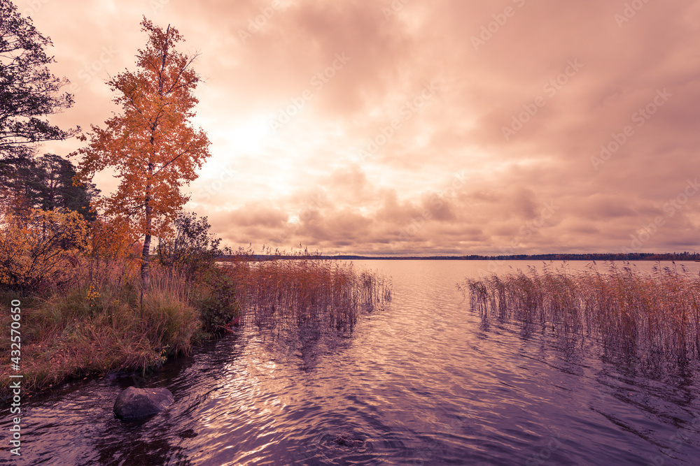 Cloudy sky over an autumn forest lake overgrown with reeds. Image in the orange-purple toning