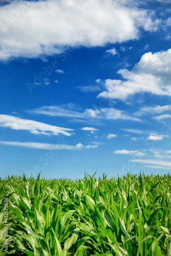 Slovenian Corn Fields