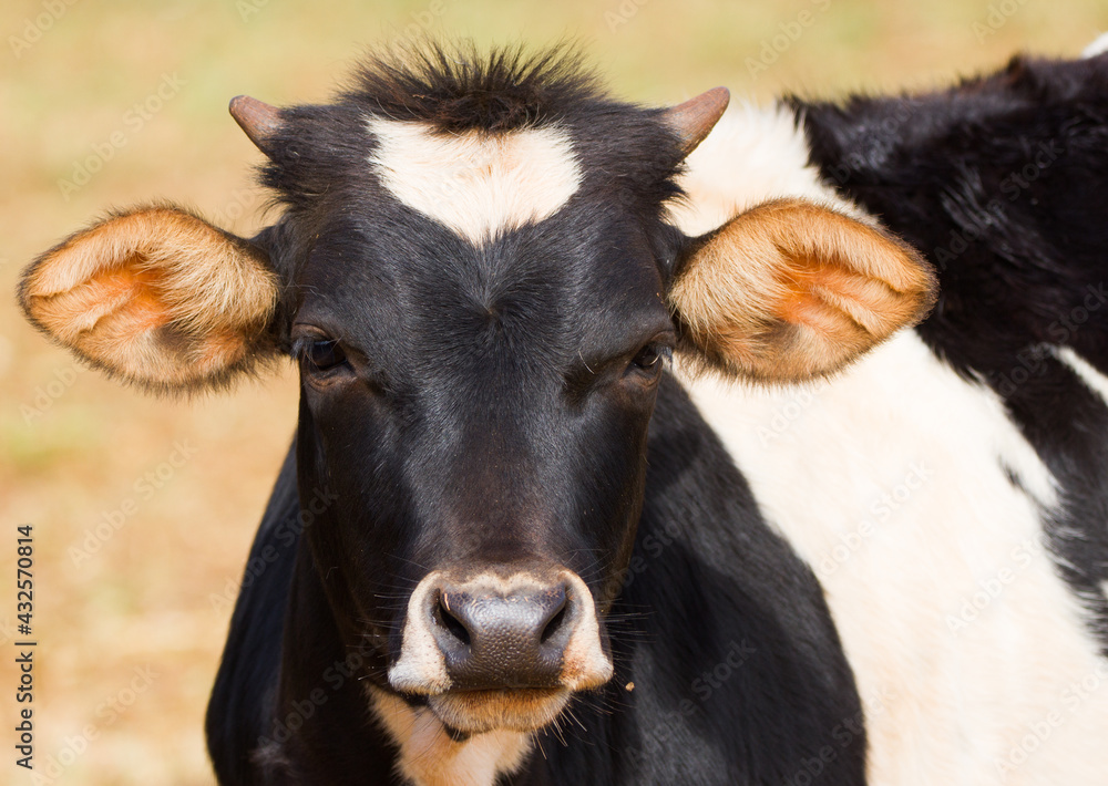 black and white cow black and white cow