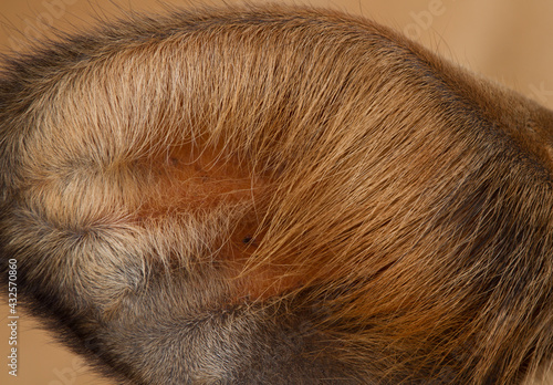 close up of a ear 