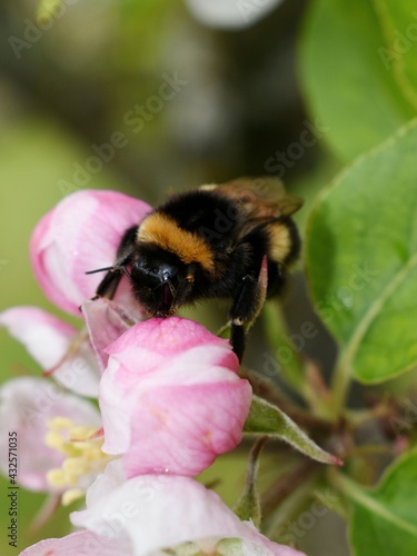 bumblebee on an apple blossom  © Benambot