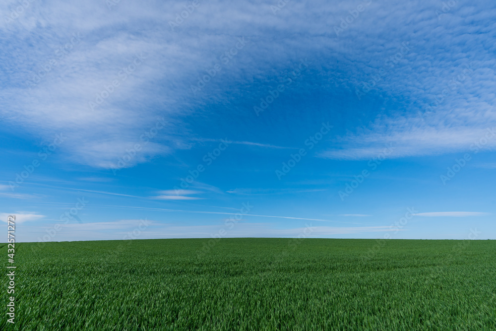 Obraz premium grünes Weizenfeld mit Himmel und Wolken