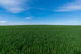 grünes Weizenfeld mit Himmel und Wolken