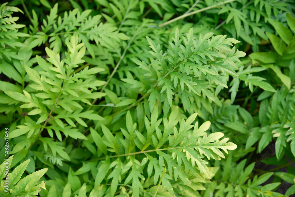 Green leaves of the plant, with beautiful openwork leaves. Plant background in green color. Green leaves of the plant, with beautiful openwork leaves. Plant background in green color.