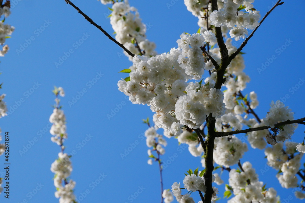 close up of a blossoming sweet cherry tree with white flowers in a cloudless blue sky Prunus avium close up of a blossoming sweet cherry tree with white flowers in a cloudless blue sky Prunus avium