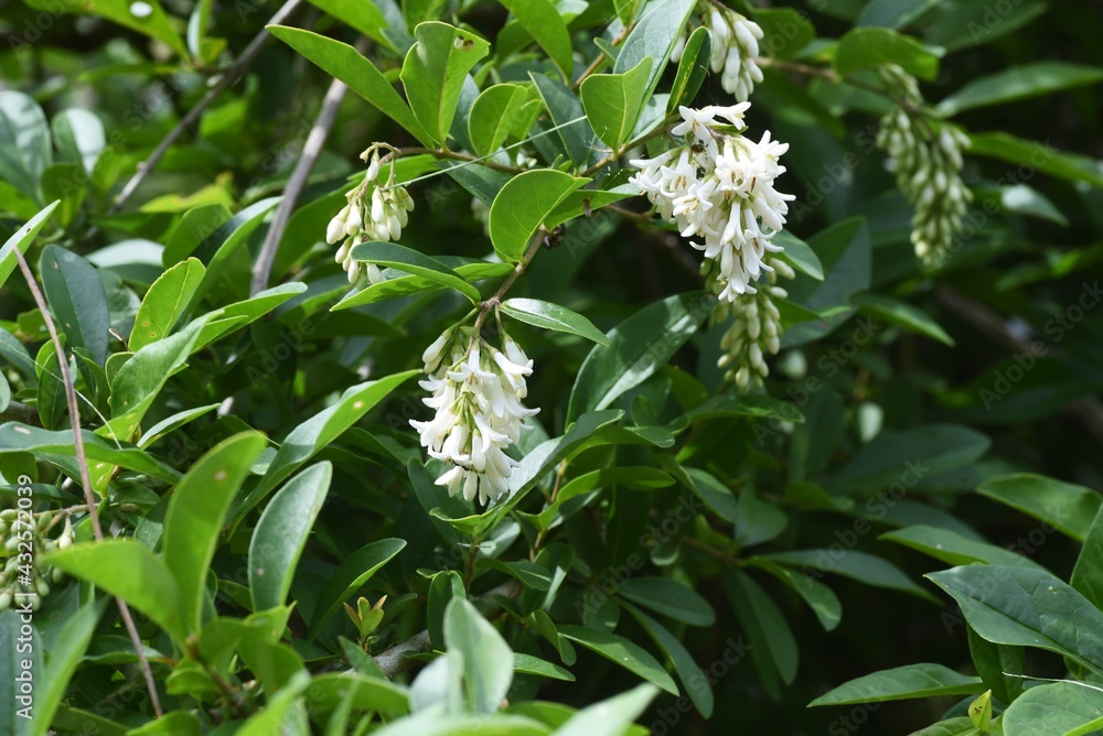Obraz premium Privet (Ligustrum obtusifolium) flowers. Oleaceae deciduous shrub.