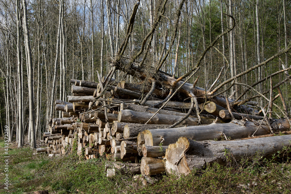 Wald mit Baumstapel