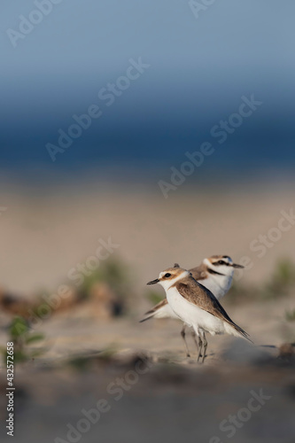 kentish plover on the beach of the adriatic sea 