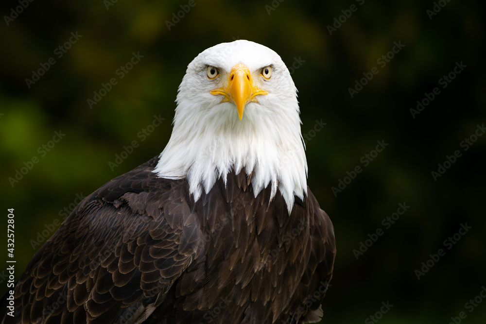Obraz premium Amerikanischer Weisskopfseeadler mit Blick in die Kamera vor verwschommenen grünen Hintergrund
