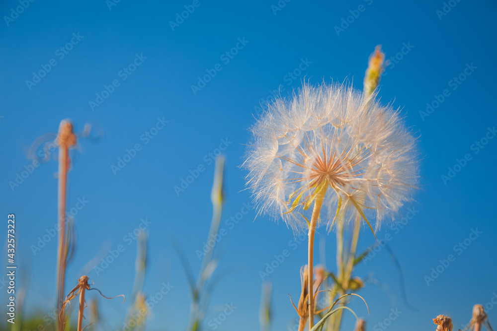 Close-up detail of a dandelion (Taraxacum) seed head against a blue sky background.