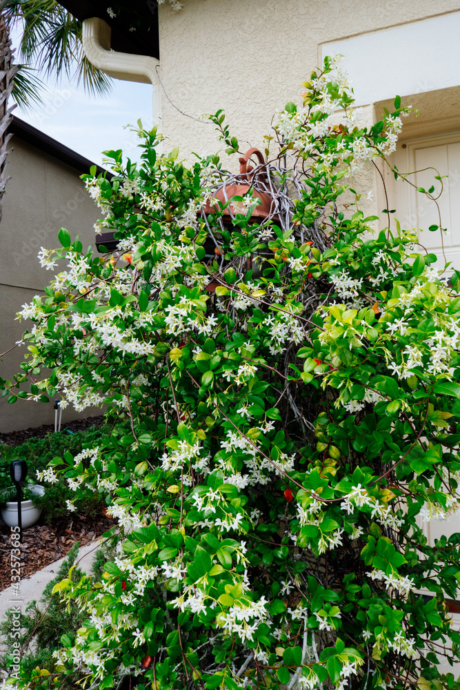 Wall of Chinese star jasmine flowers (Trachelospermum jasminoides) in bloom