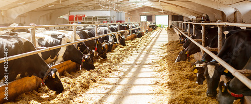 Cows are in a row, on a dairy farm, eating hay, the general plan. Milk production. 