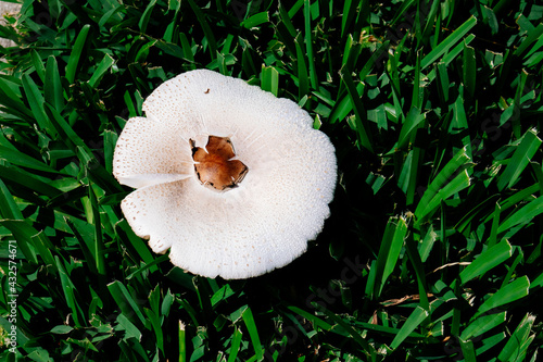 Close-up of fresh white mushroom grown on grass