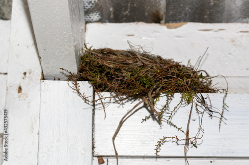 Black birds nest inside a barn. Shot in Sweden, Scandinavia