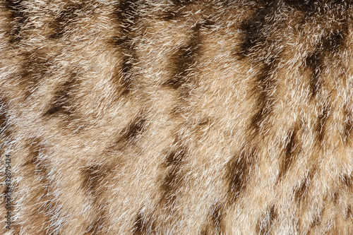 Photography Cat fur texture close up. Animal fur background