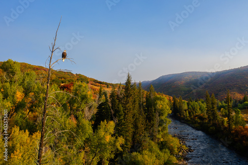 Bald Eagle photo